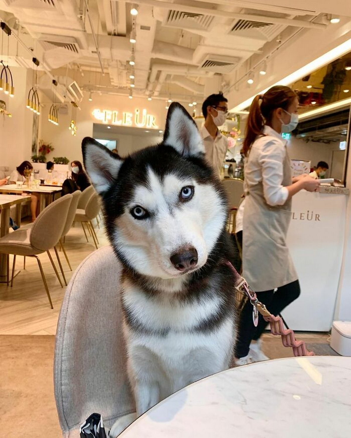 Ce magnifique husky a conquis le coeur des internautes et voici les 22 plus belles photos d’elle