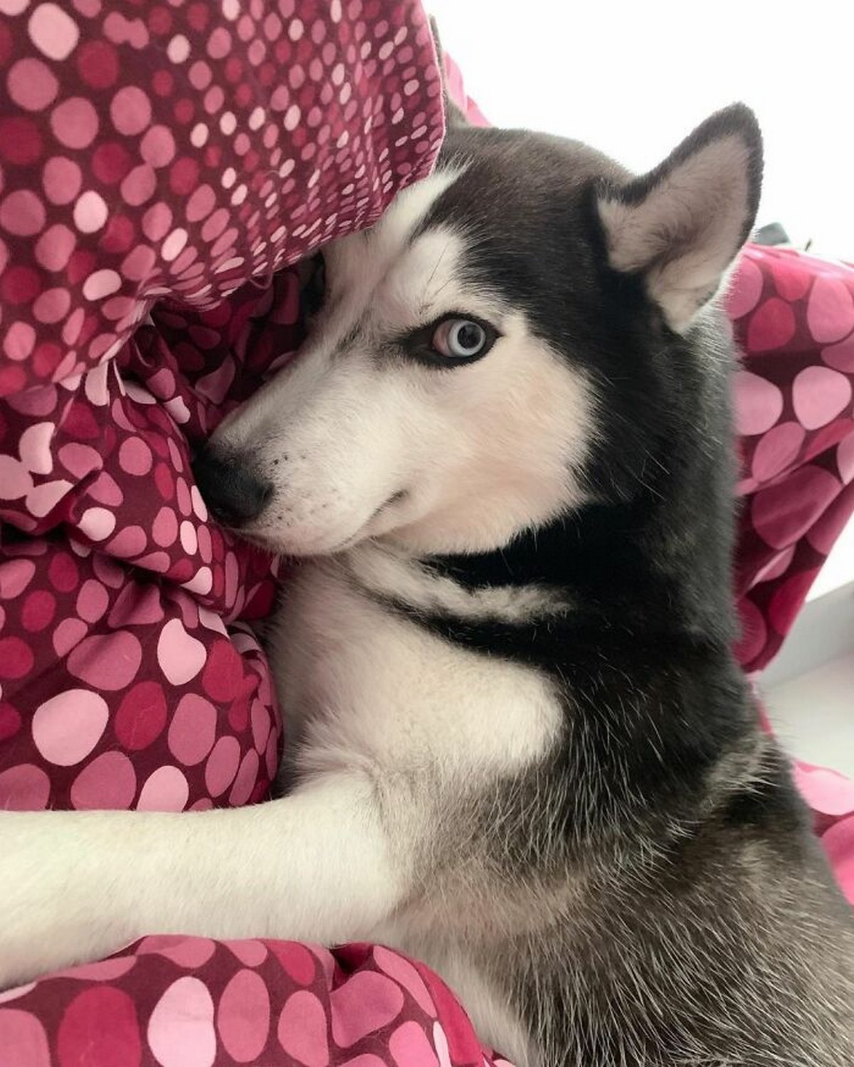 Ce magnifique husky a conquis le coeur des internautes et voici les 22 plus belles photos d’elle