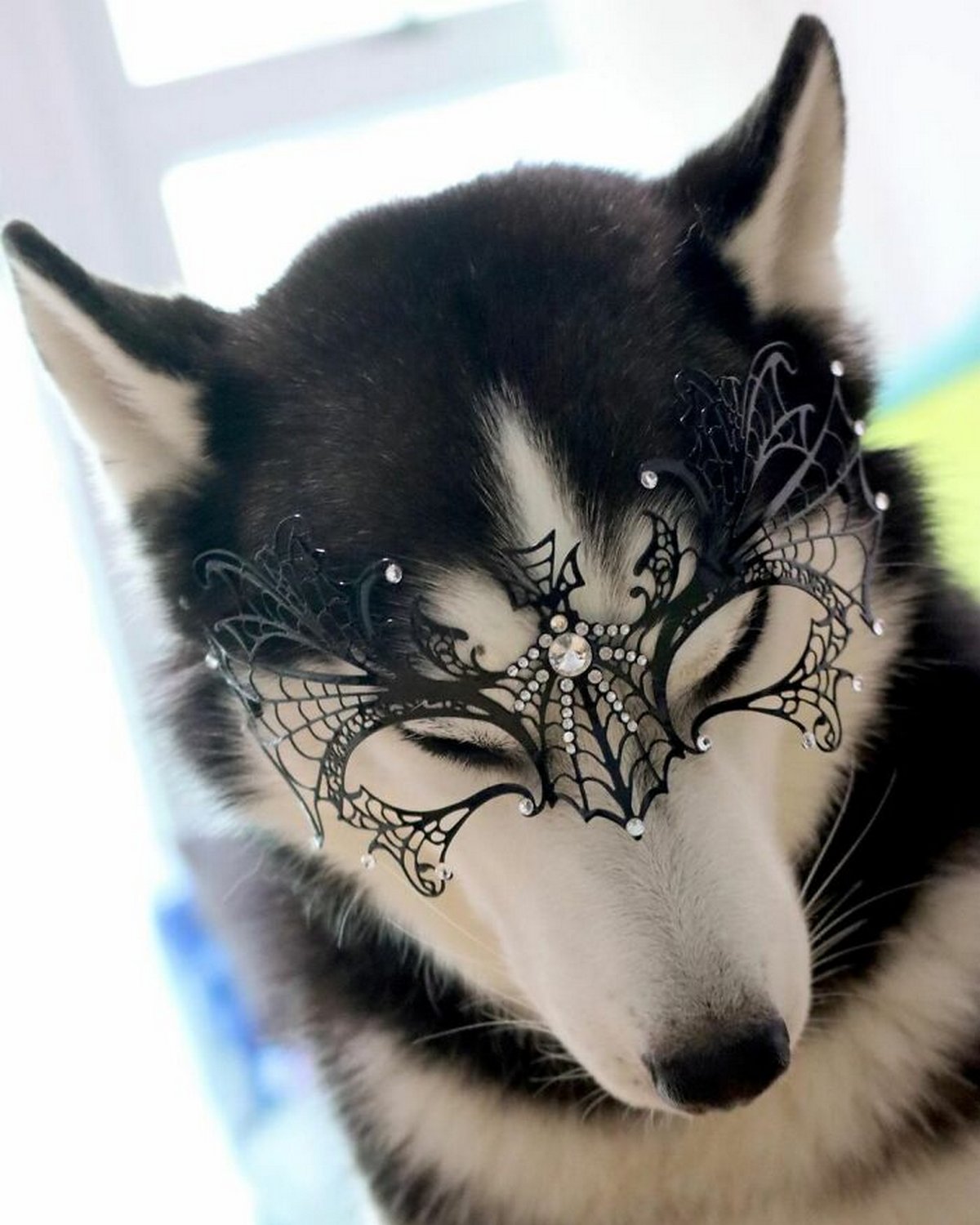 Ce magnifique husky a conquis le coeur des internautes et voici les 22 plus belles photos d’elle