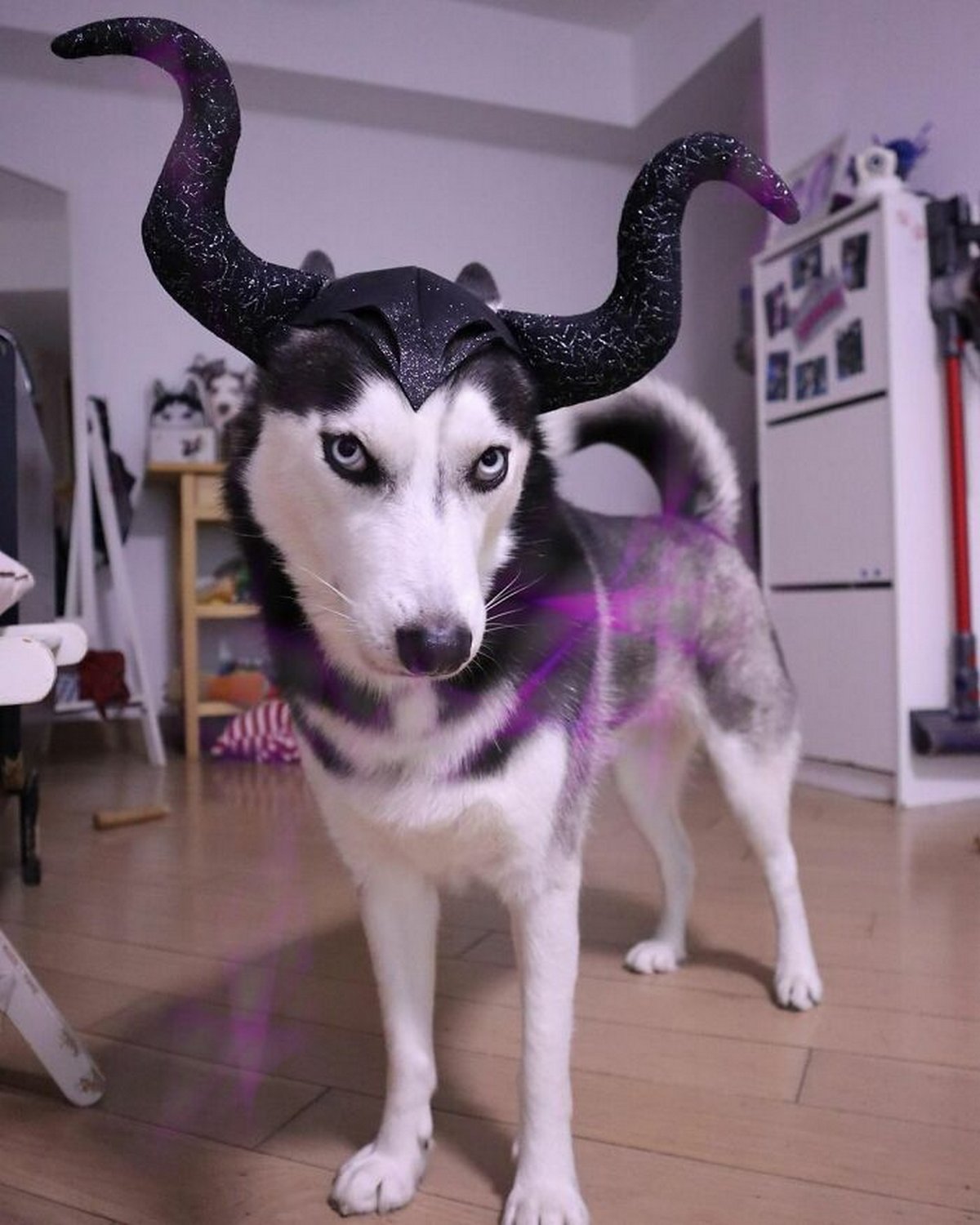 Ce magnifique husky a conquis le coeur des internautes et voici les 22 plus belles photos d’elle