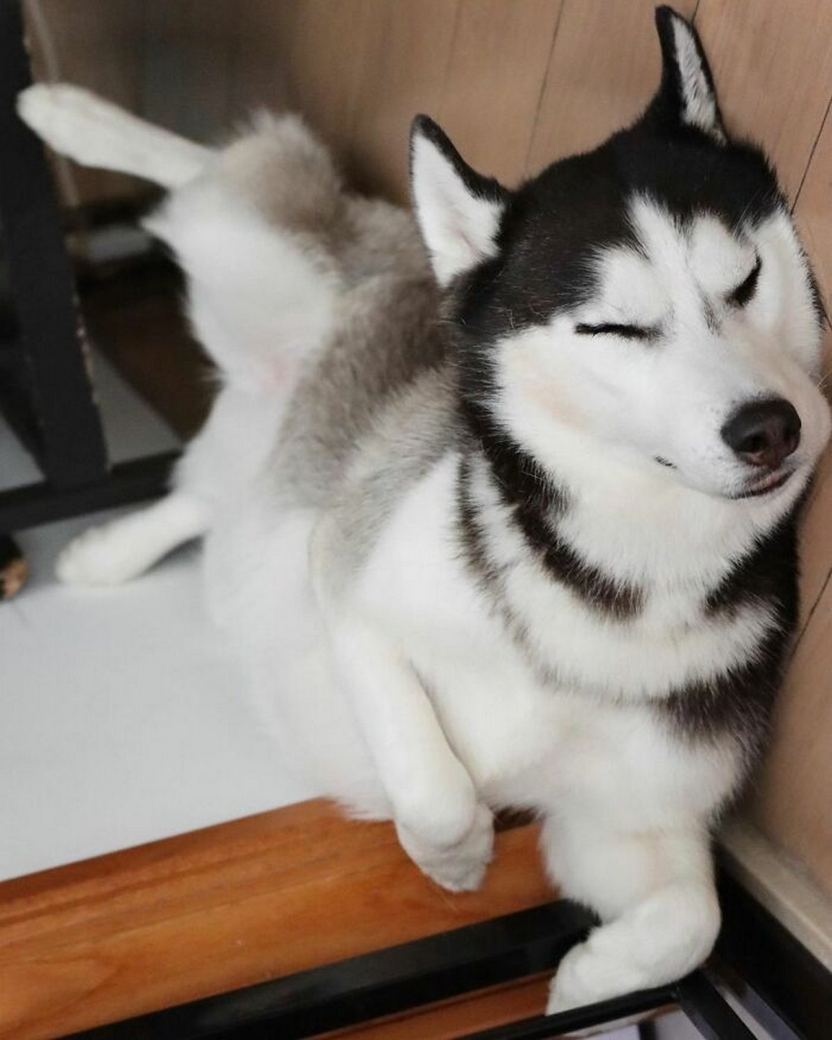 Ce magnifique husky a conquis le coeur des internautes et voici les 22 plus belles photos d’elle