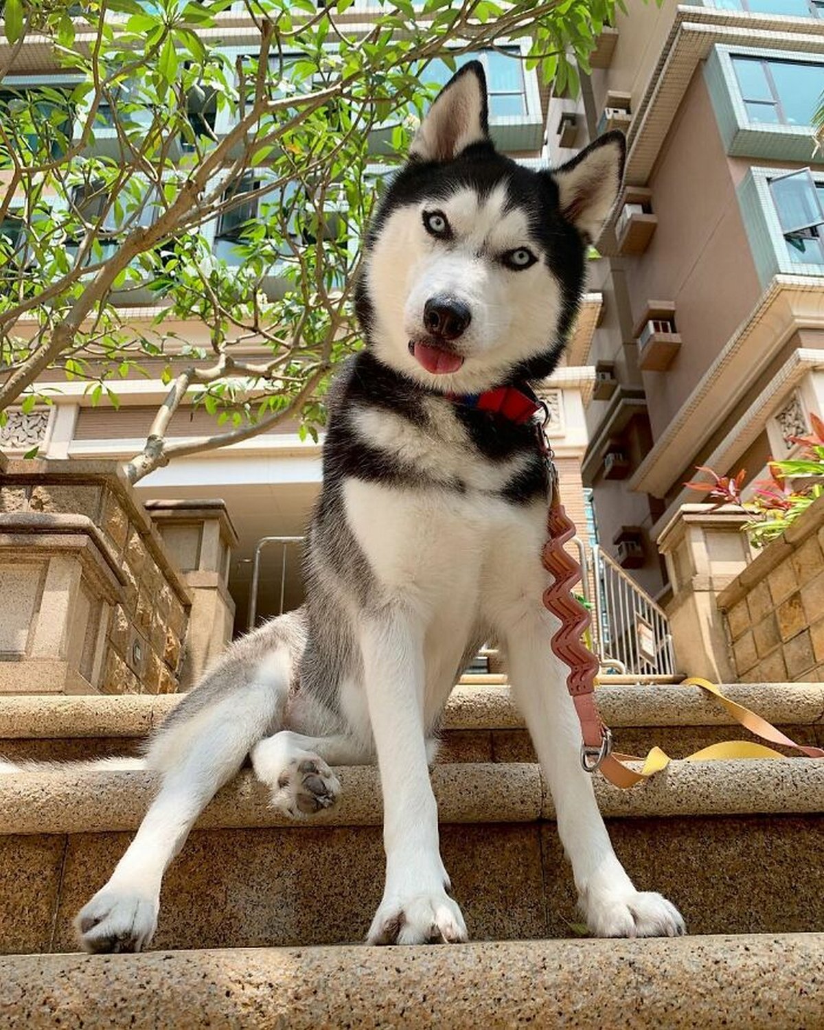 Ce magnifique husky a conquis le coeur des internautes et voici les 22 plus belles photos d’elle