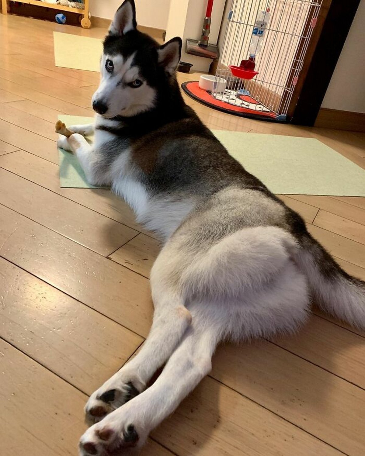 Ce magnifique husky a conquis le coeur des internautes et voici les 22 plus belles photos d’elle
