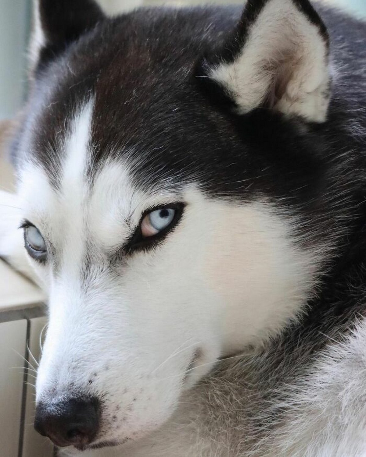 Ce magnifique husky a conquis le coeur des internautes et voici les 22 plus belles photos d’elle
