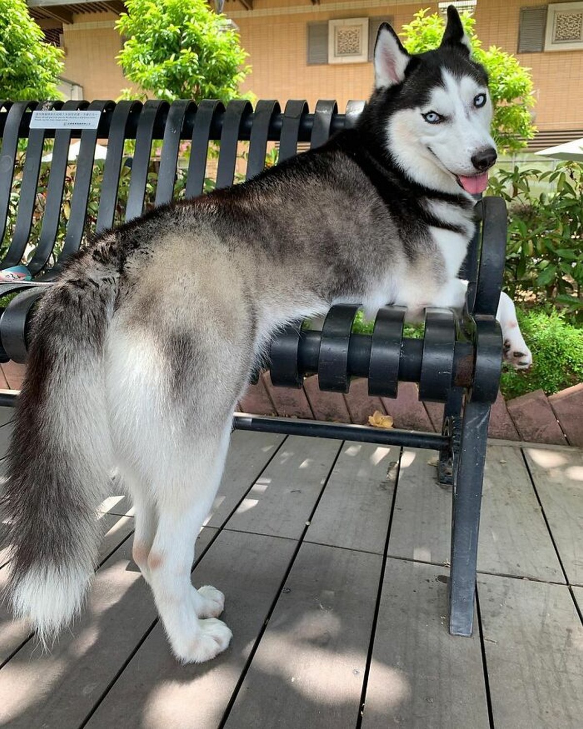 Ce magnifique husky a conquis le coeur des internautes et voici les 22 plus belles photos d’elle