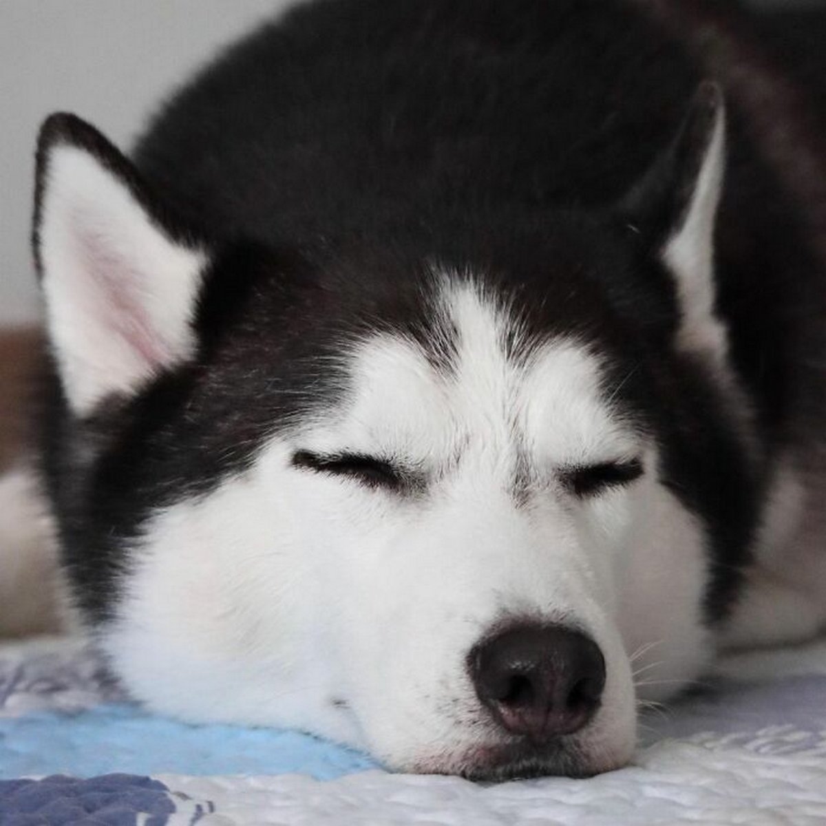Ce magnifique husky a conquis le coeur des internautes et voici les 22 plus belles photos d’elle