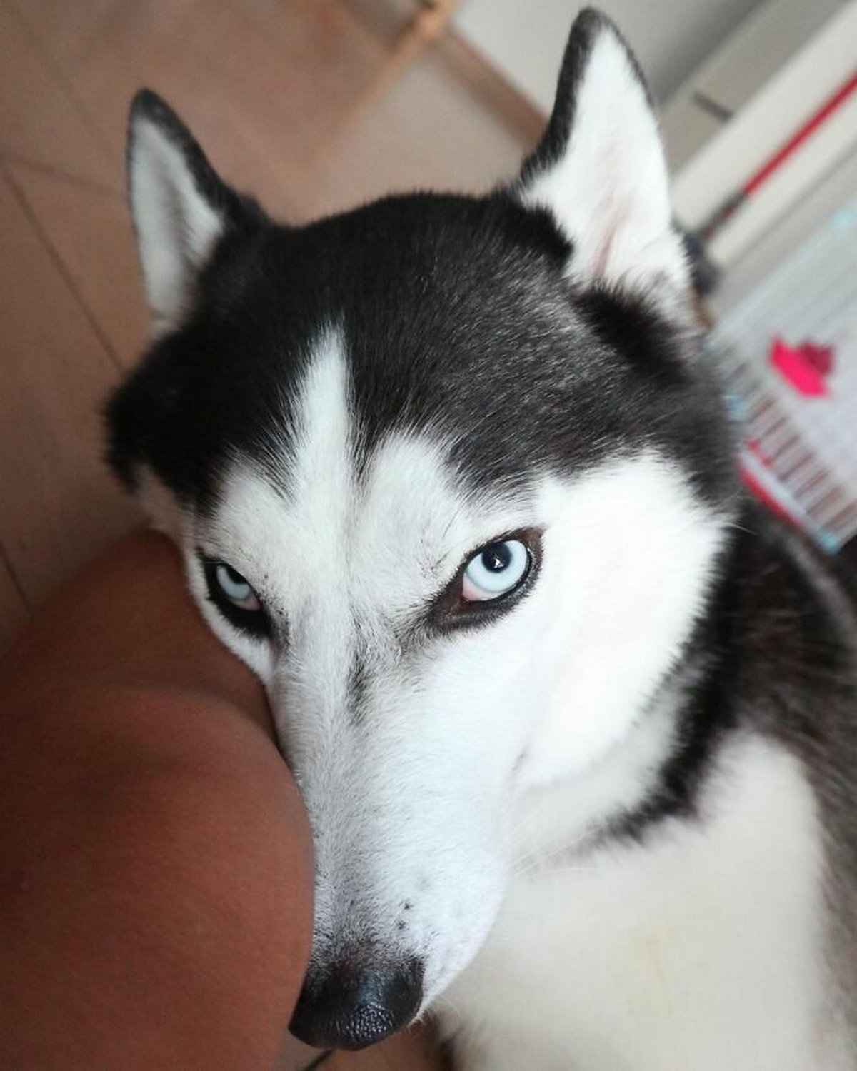 Ce magnifique husky a conquis le coeur des internautes et voici les 22 plus belles photos d’elle