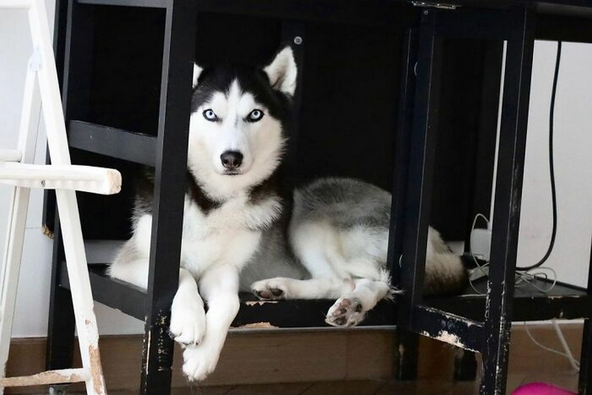 Ce magnifique husky a conquis le coeur des internautes et voici les 22 plus belles photos d’elle