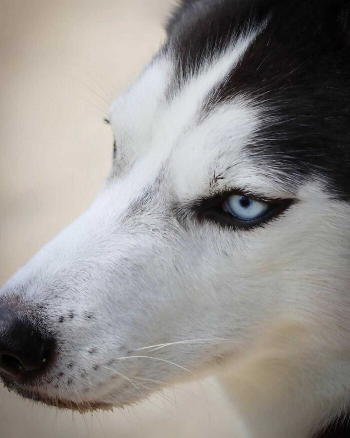 Ce magnifique husky a conquis le coeur des internautes et voici les 22 plus belles photos d’elle