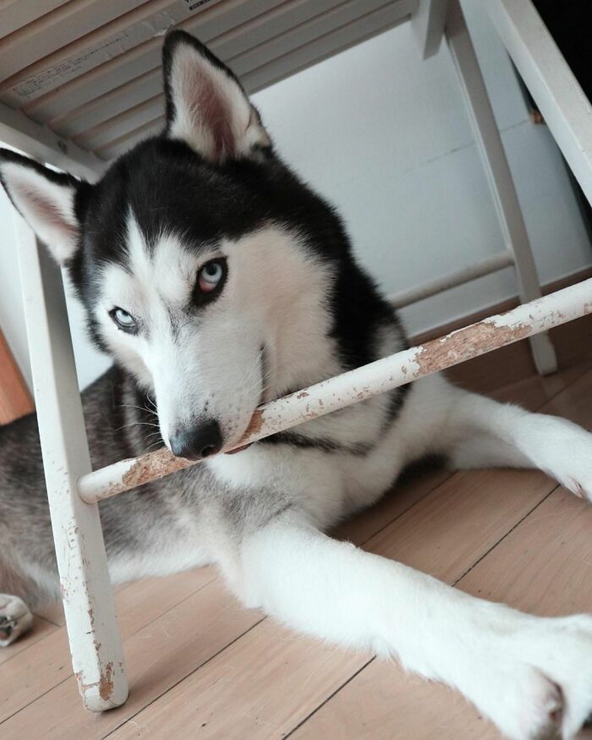 Ce magnifique husky a conquis le coeur des internautes et voici les 22 plus belles photos d’elle