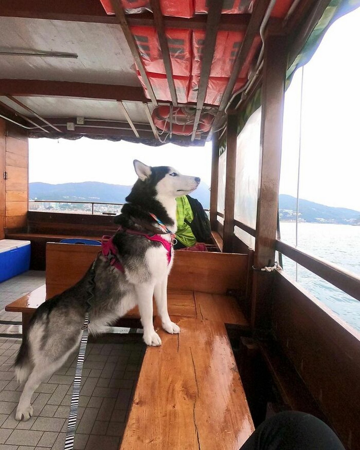 Ce magnifique husky a conquis le coeur des internautes et voici les 22 plus belles photos d’elle