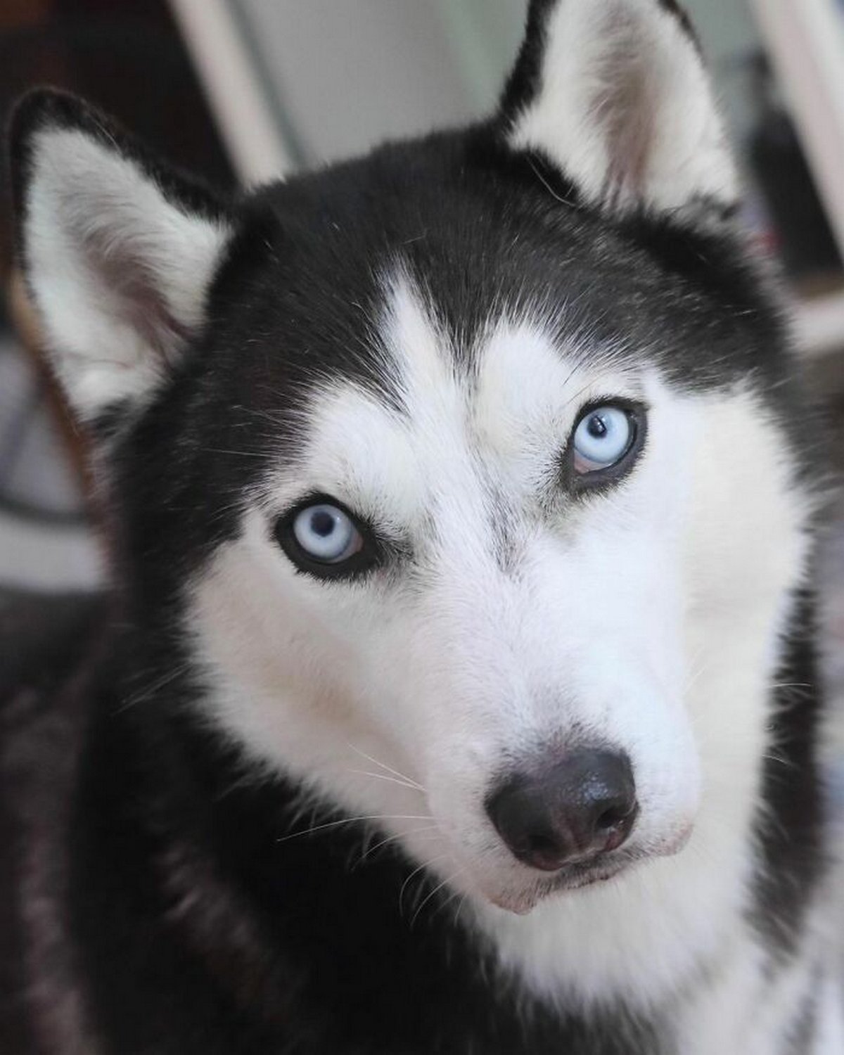 Ce magnifique husky a conquis le coeur des internautes et voici les 22 plus belles photos d’elle