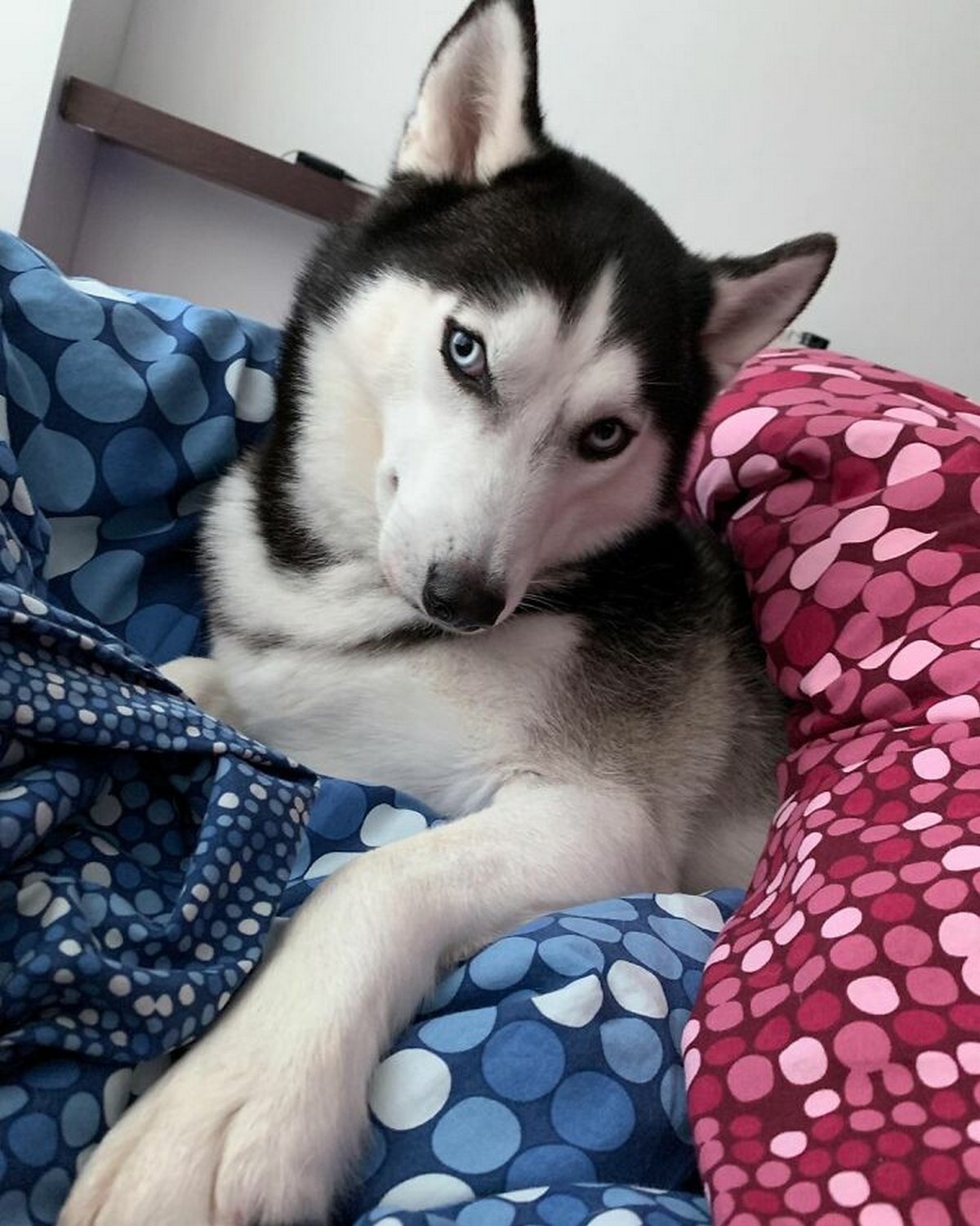 Ce magnifique husky a conquis le coeur des internautes et voici les 22 plus belles photos d’elle