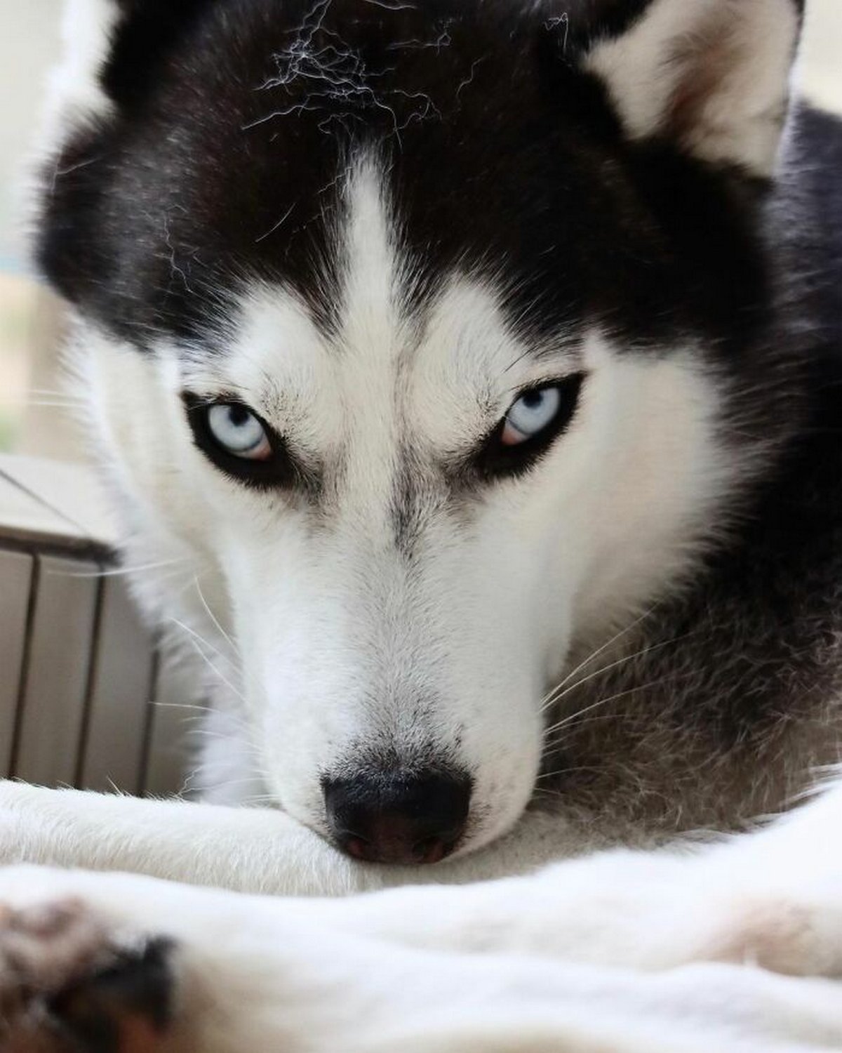Ce magnifique husky a conquis le coeur des internautes et voici les 22 plus belles photos d’elle