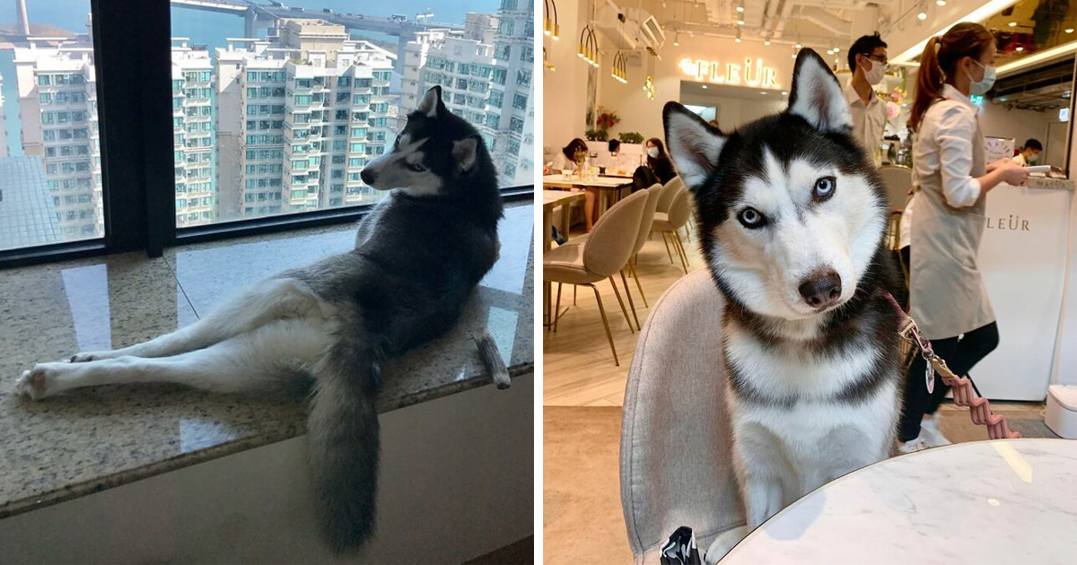 Ce magnifique husky a conquis le coeur des internautes et voici les 22 plus belles photos d’elle