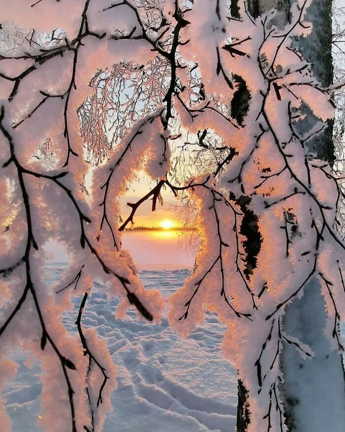 La neige s'accroche aux branches d'un arbre, en Finlande