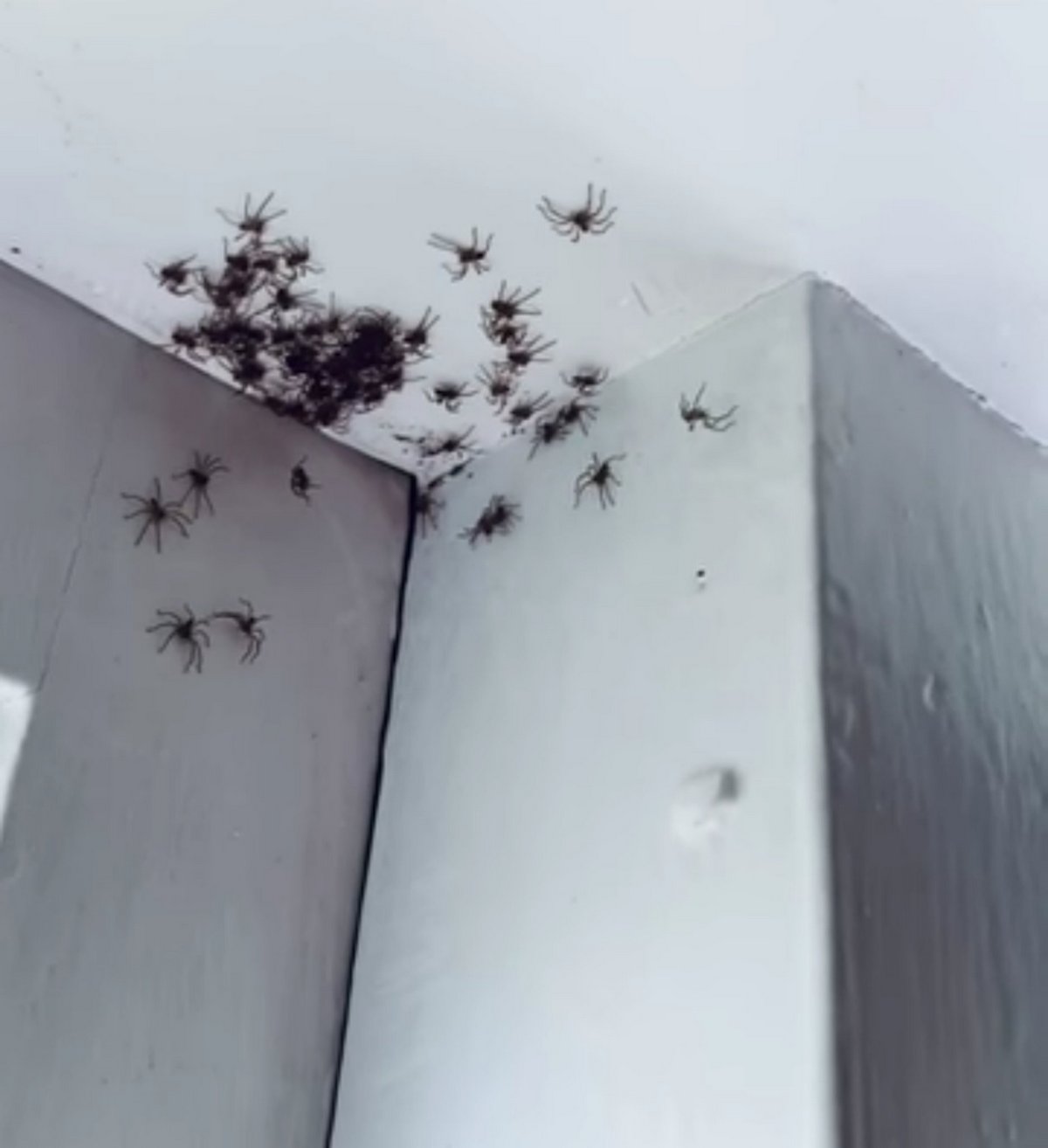 Une mère est terrifiée par une centaine d’araignées trouvées dans la chambre de sa fille
