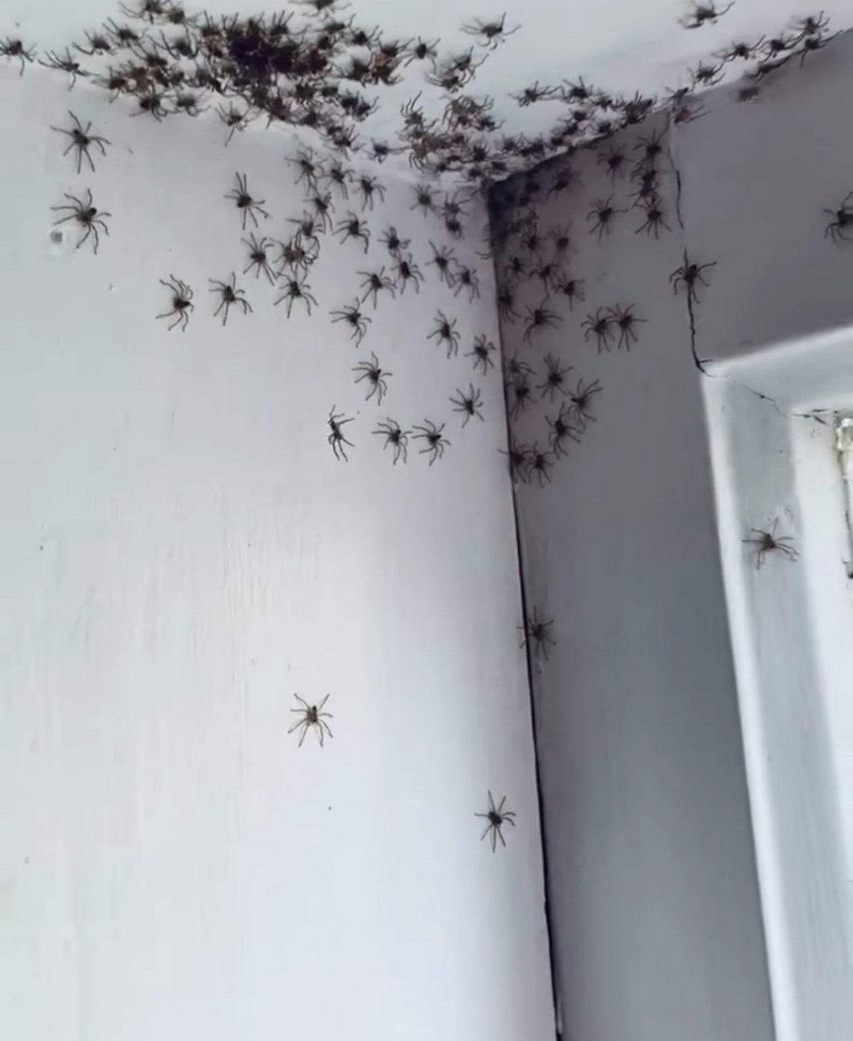 Une mère est terrifiée par une centaine d’araignées trouvées dans la chambre de sa fille