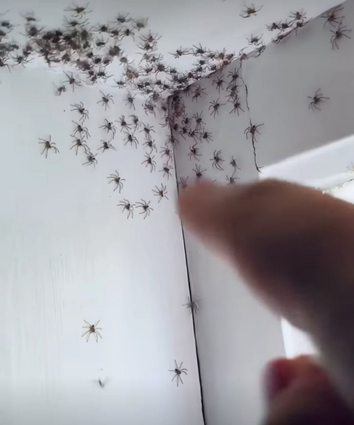 Une mère est terrifiée par une centaine d’araignées trouvées dans la chambre de sa fille
