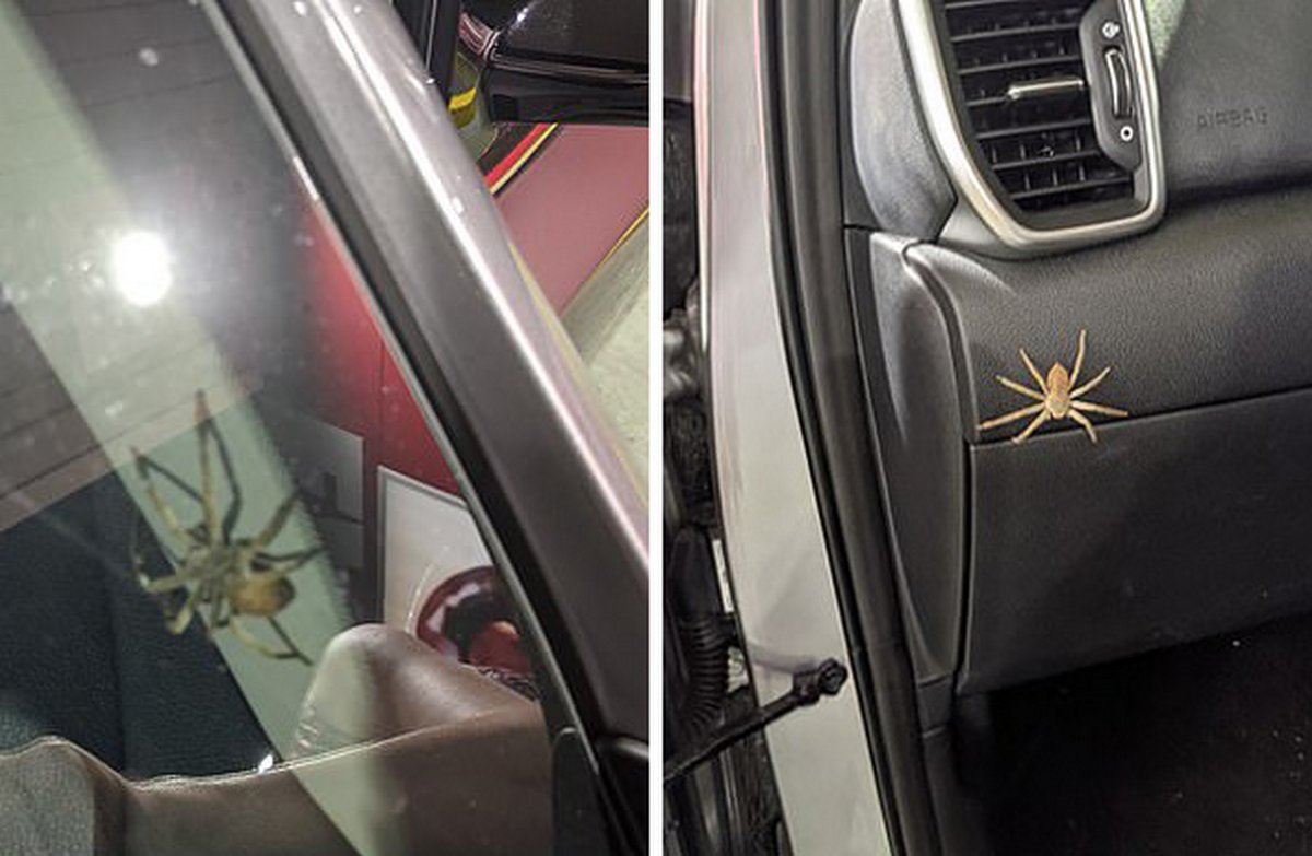Une femme découvre que des bébés araignées ont tissé une énorme toile dans sa voiture