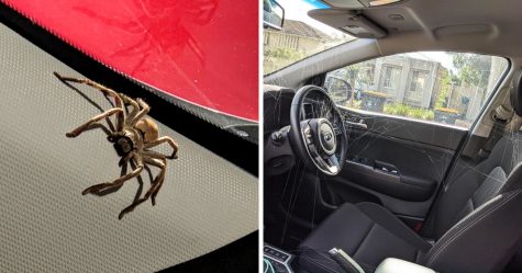 Une femme découvre que des bébés araignées ont tissé une énorme toile dans sa voiture