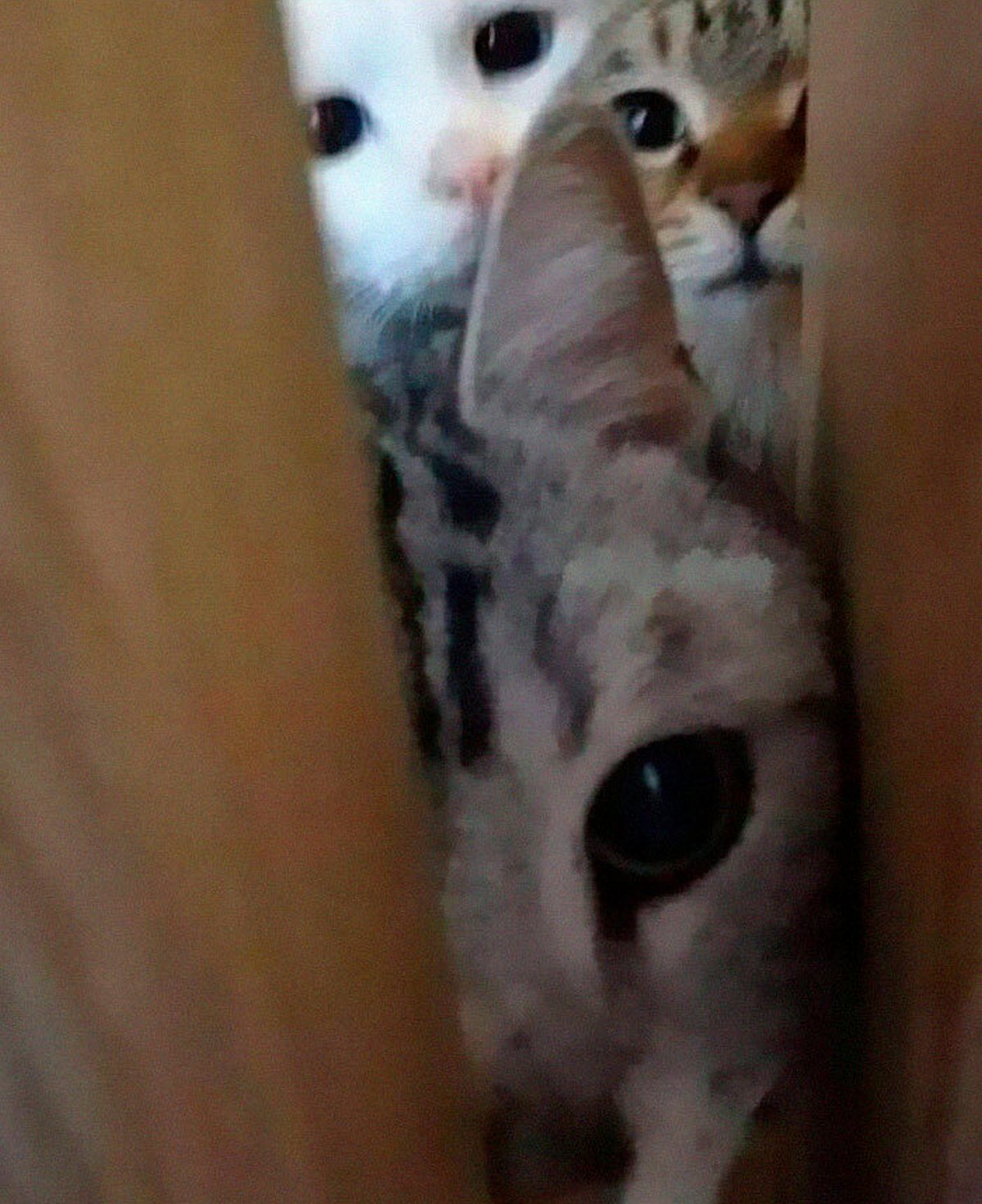 Ces blagues sur les chats ont été créées par des gens qui vivent assurément avec un minou
