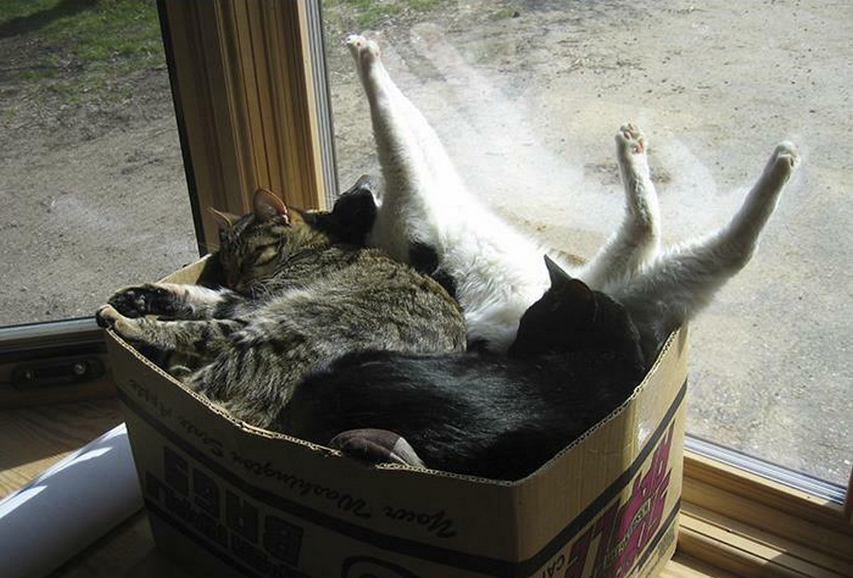 Ces blagues sur les chats ont été créées par des gens qui vivent assurément avec un minou