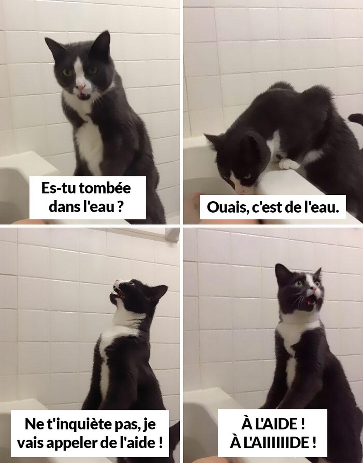 Ces Blagues Sur Les Chats Ont Ete Creees Par Des Gens Qui Vivent Assurement Avec Un Minou Ipnoze Ces Blagues Sur Les Chats Ont Ete Creees Par Des Gens Qui Vivent Assurement Avec Un Minou Ipnoze