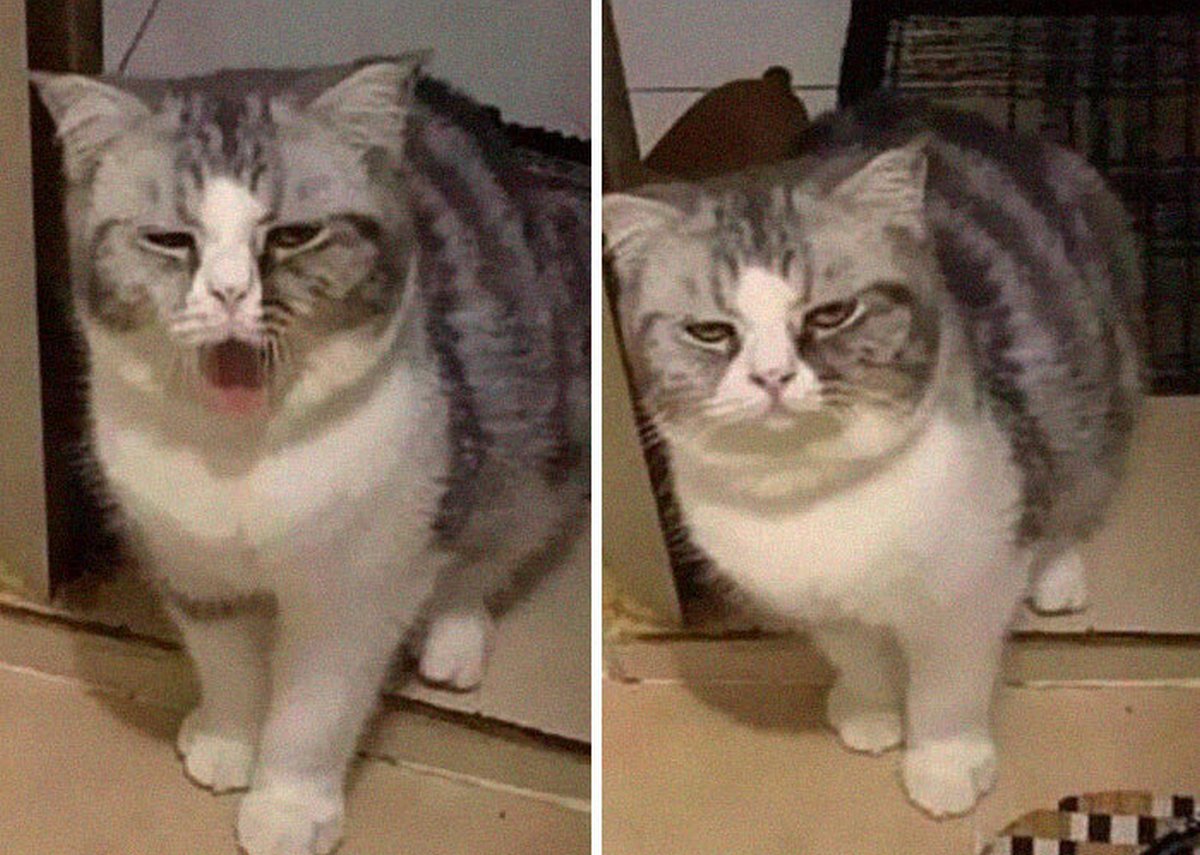 Ces blagues sur les chats ont été créées par des gens qui vivent assurément avec un minou