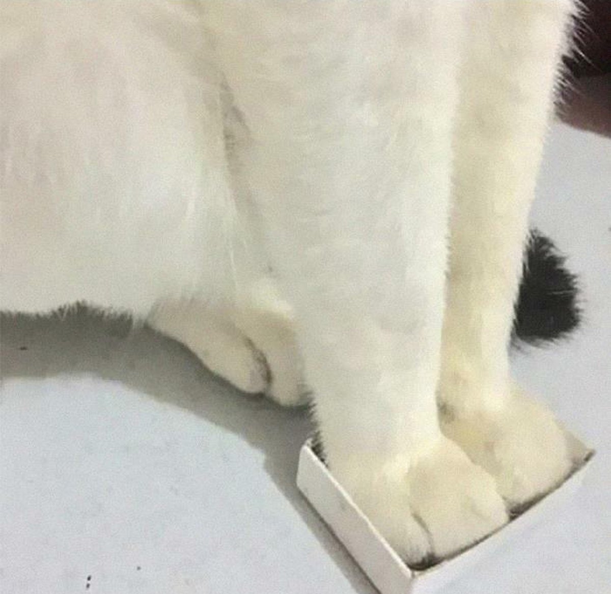 Ces blagues sur les chats ont été créées par des gens qui vivent assurément avec un minou