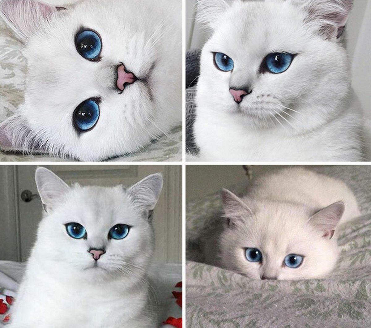 Ces blagues sur les chats ont été créées par des gens qui vivent assurément avec un minou