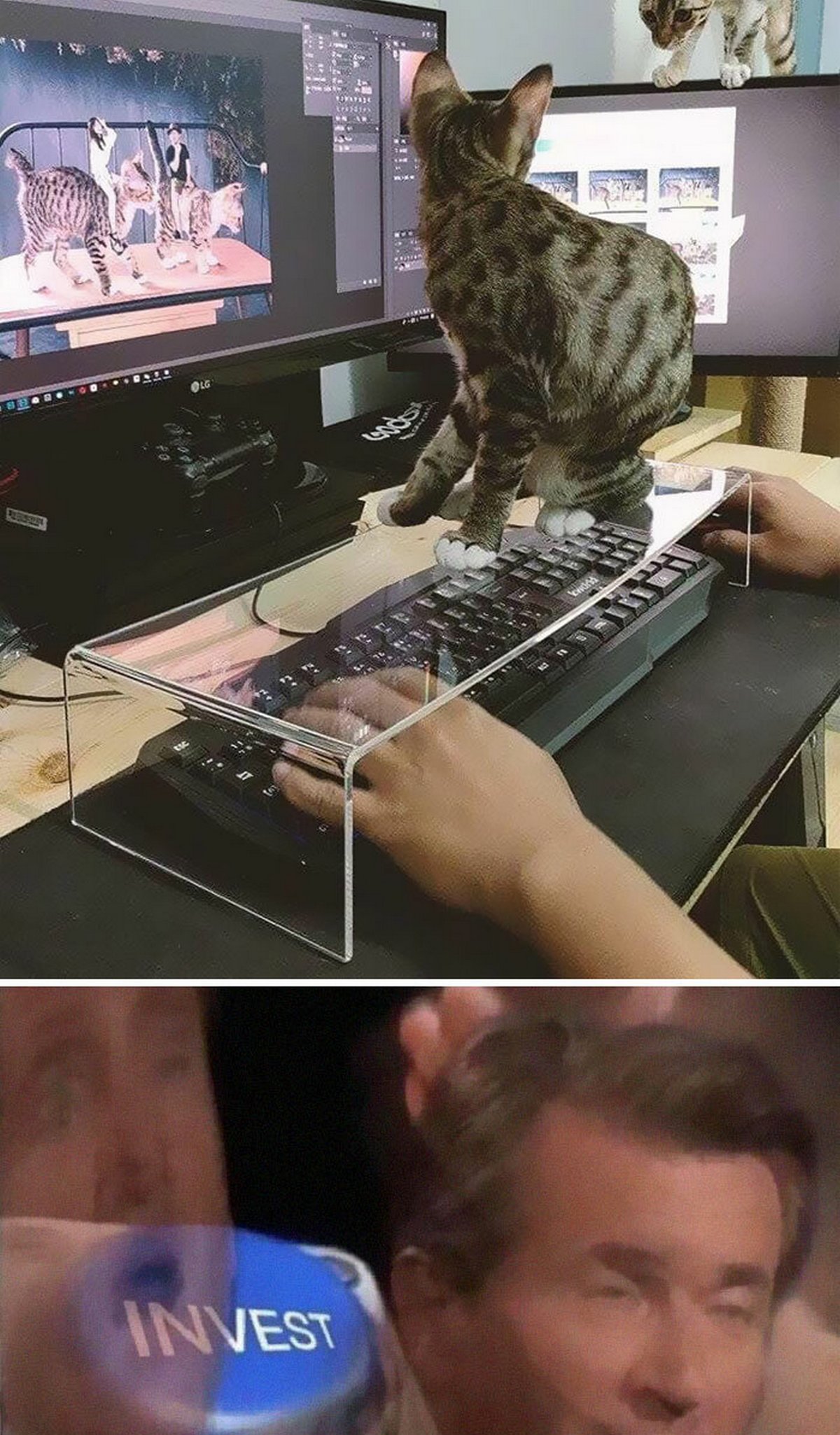 Ces blagues sur les chats ont été créées par des gens qui vivent assurément avec un minou