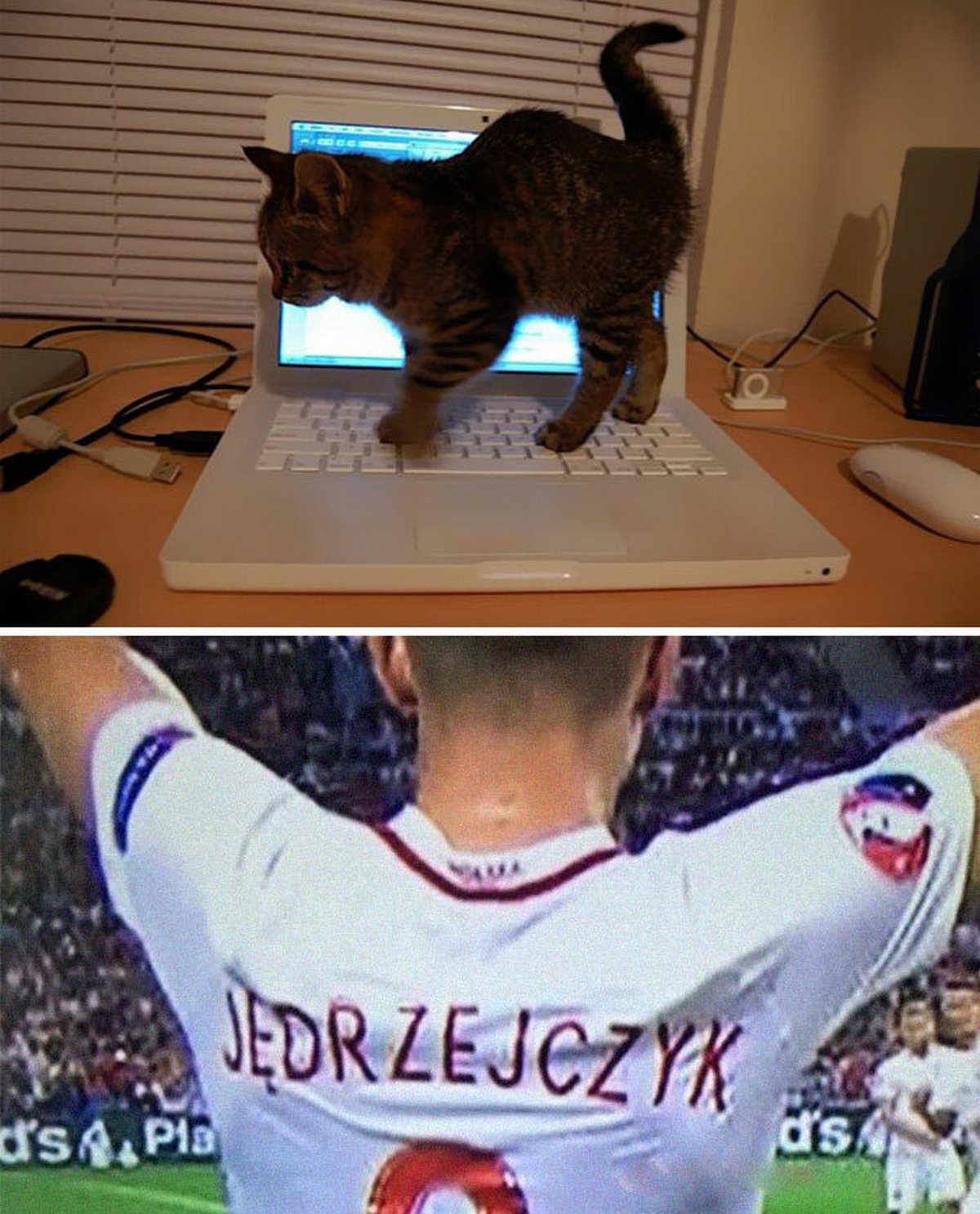 Ces blagues sur les chats ont été créées par des gens qui vivent assurément avec un minou