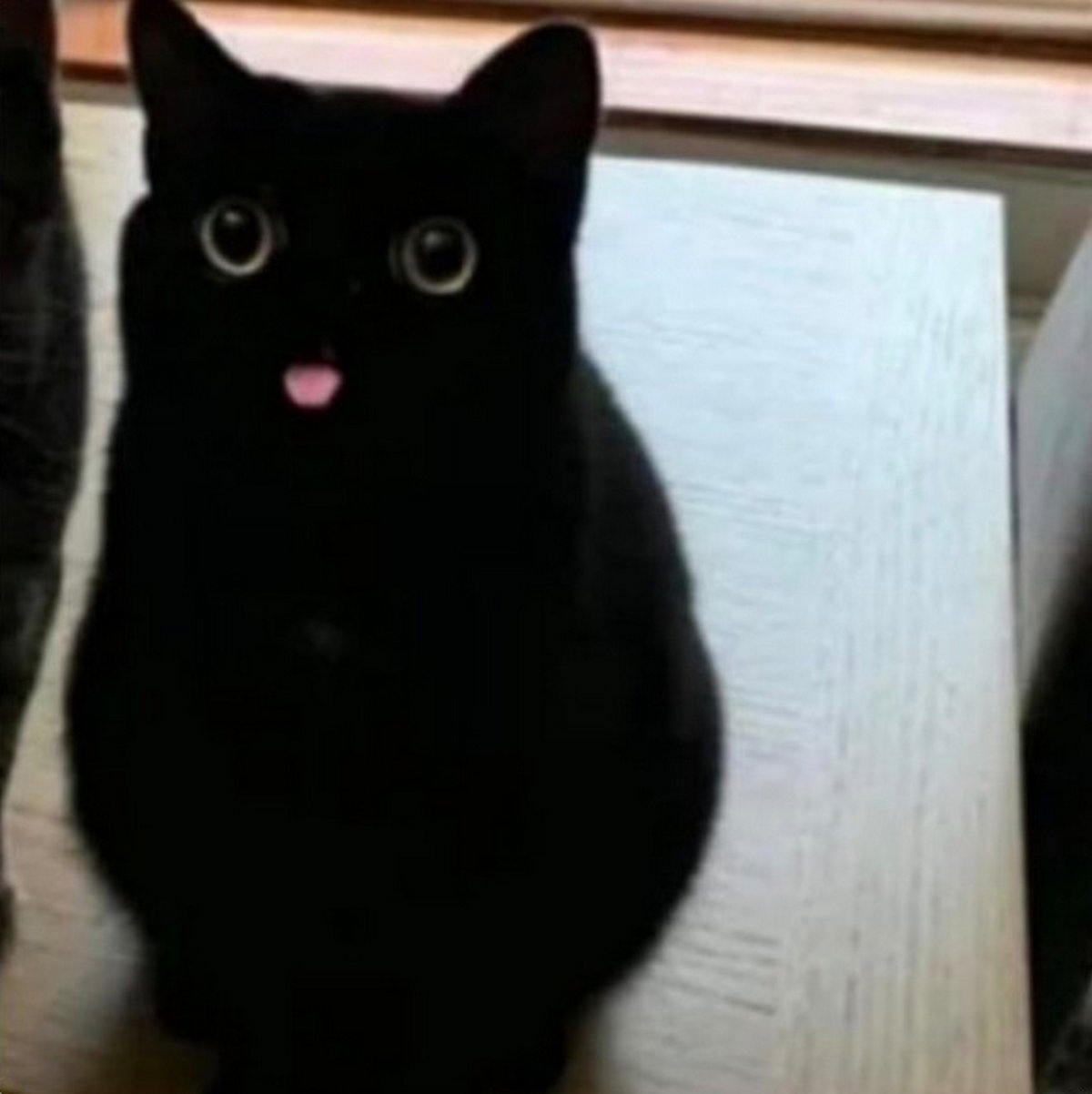 Ces blagues sur les chats ont été créées par des gens qui vivent assurément avec un minou