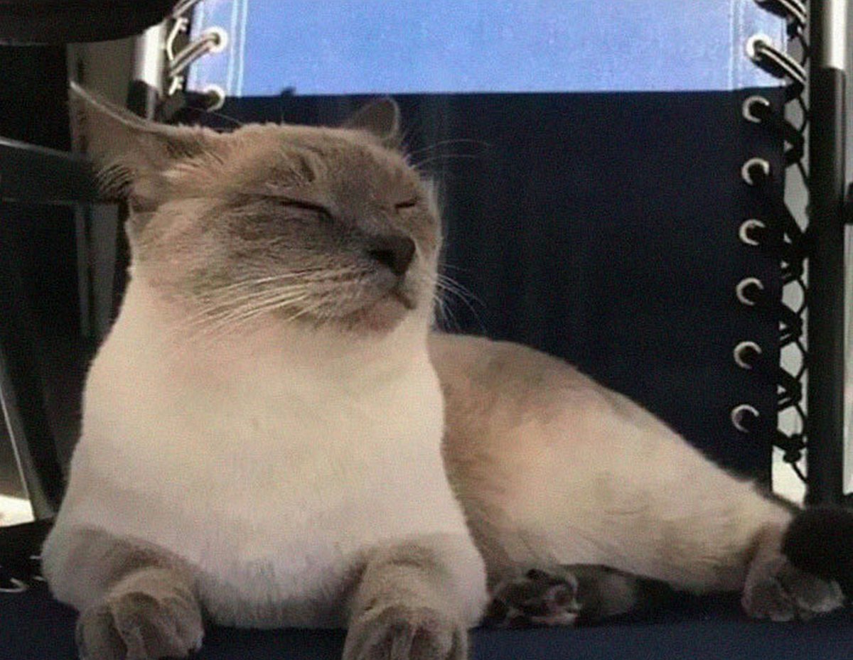 Ces blagues sur les chats ont été créées par des gens qui vivent assurément avec un minou