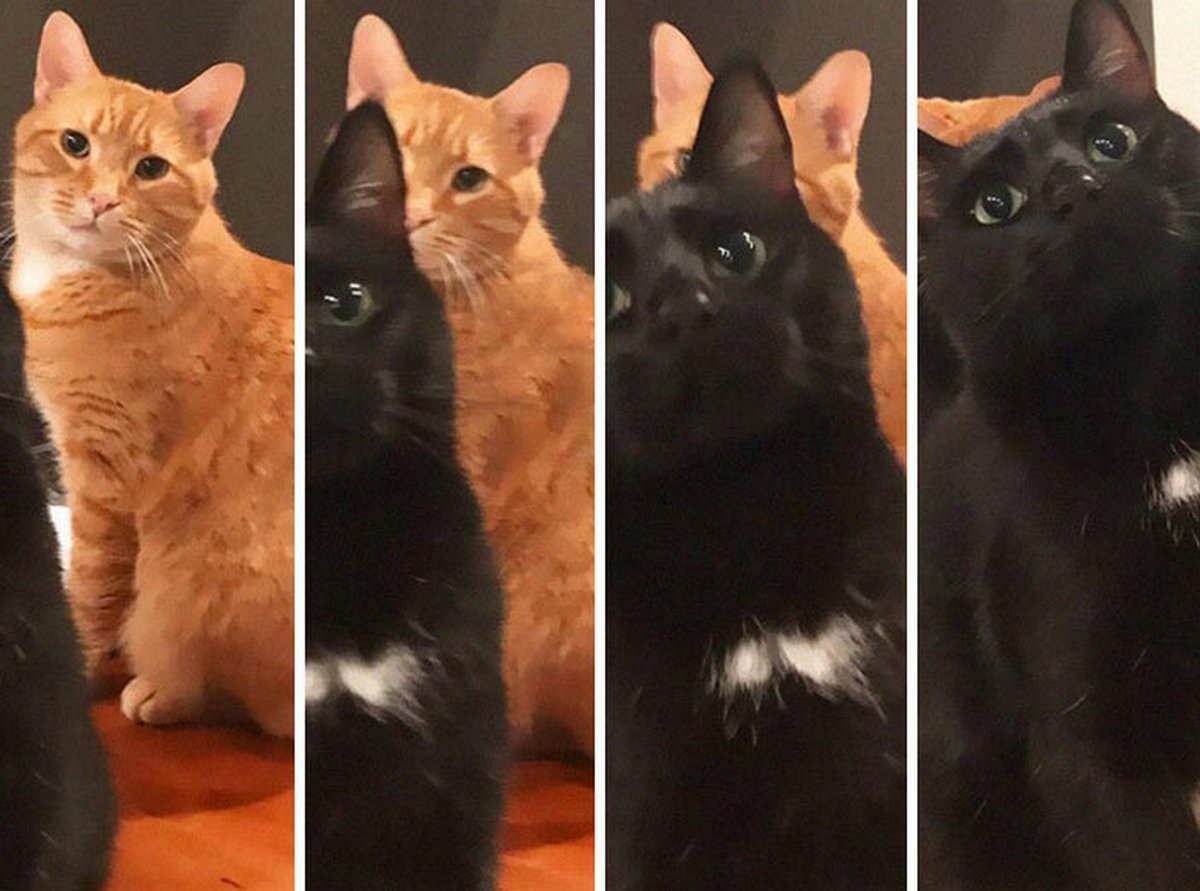 Ces blagues sur les chats ont été créées par des gens qui vivent assurément avec un minou
