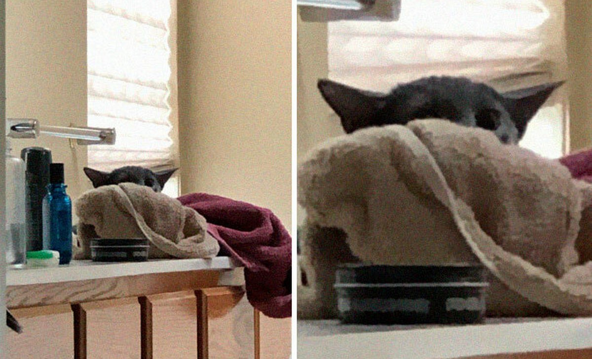 Ces blagues sur les chats ont été créées par des gens qui vivent assurément avec un minou