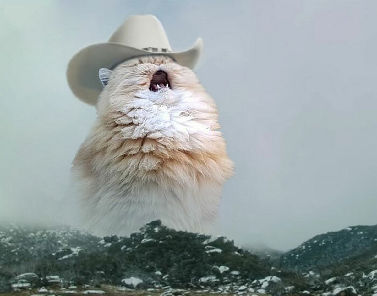 Ces blagues sur les chats ont été créées par des gens qui vivent assurément avec un minou