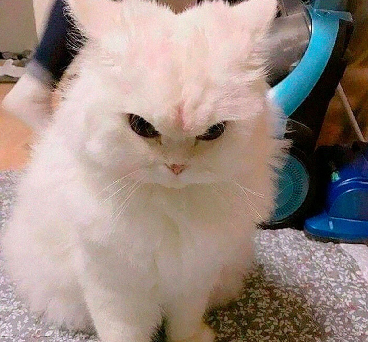 Ces blagues sur les chats ont été créées par des gens qui vivent assurément avec un minou