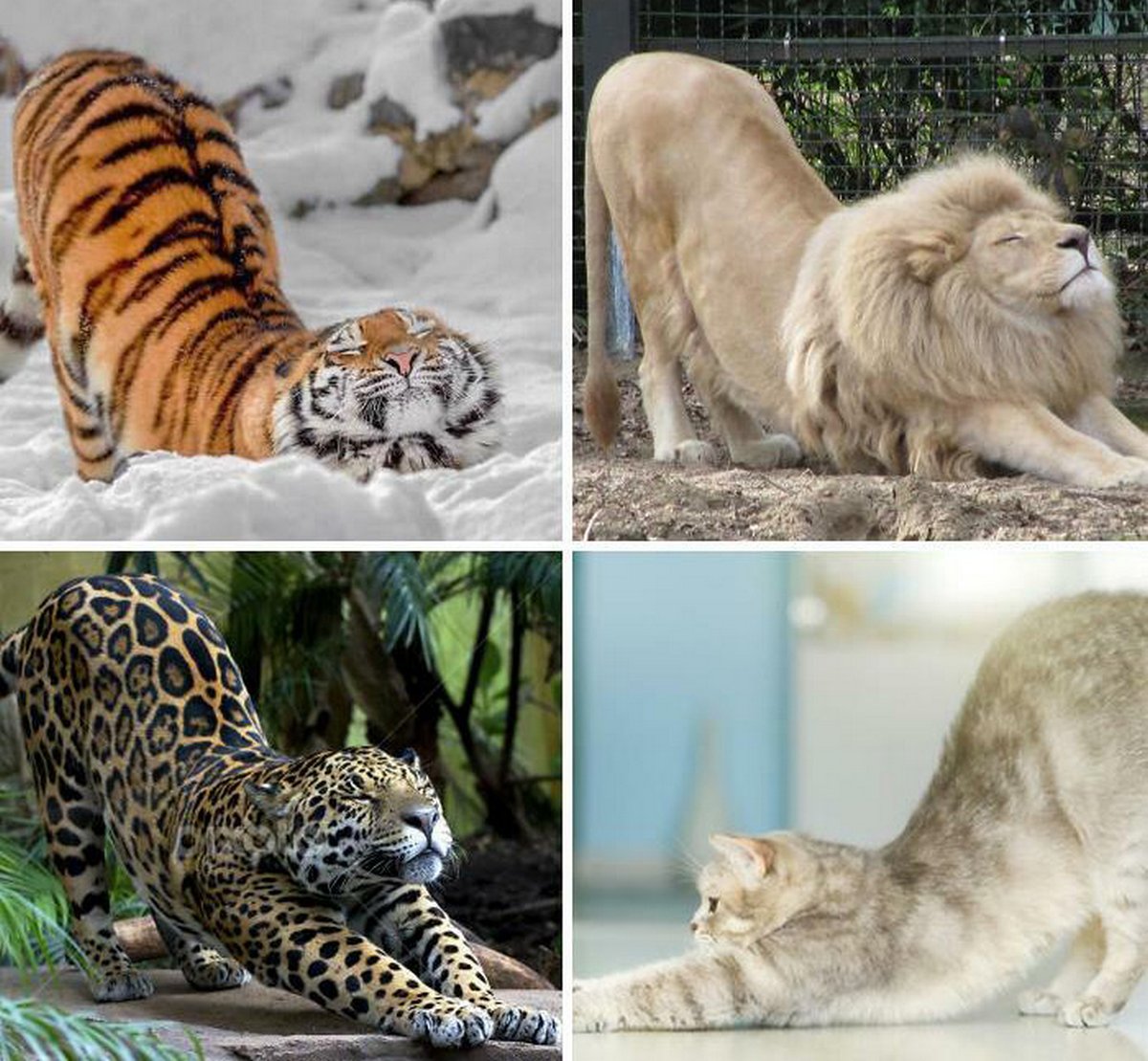 Ces blagues sur les chats ont été créées par des gens qui vivent assurément avec un minou
