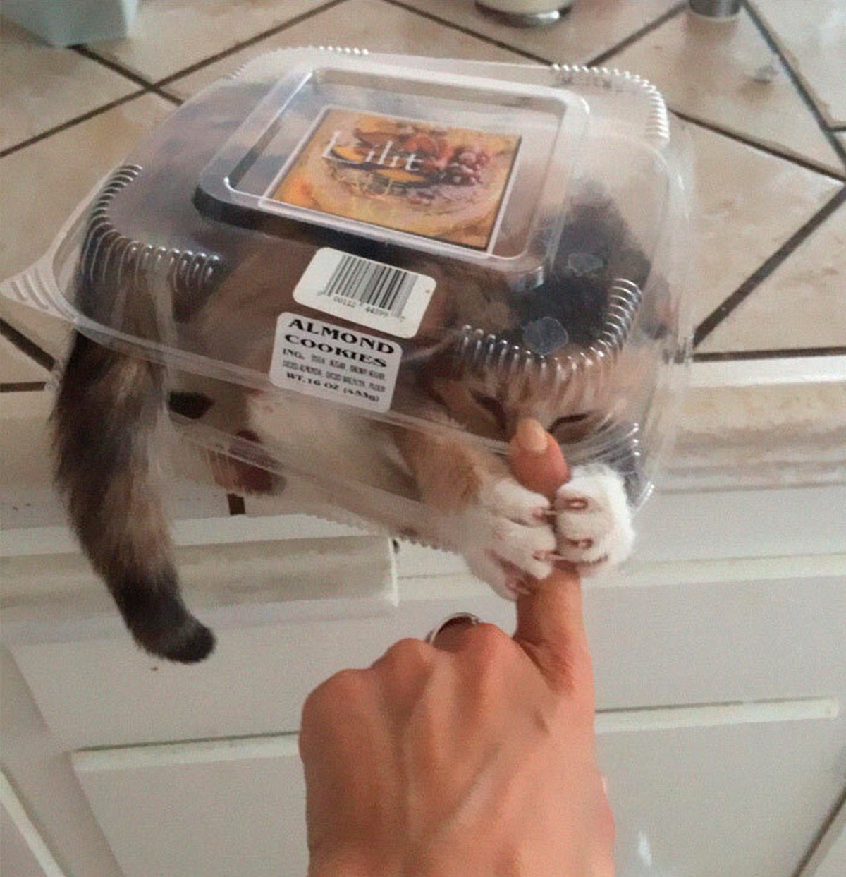Ces blagues sur les chats ont été créées par des gens qui vivent assurément avec un minou
