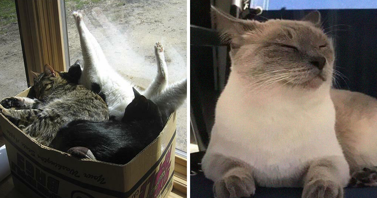 Ces Blagues Sur Les Chats Ont Ete Creees Par Des Gens Qui Vivent Assurement Avec Un Minou Ipnoze Ces Blagues Sur Les Chats Ont Ete Creees Par Des Gens Qui Vivent Assurement Avec Un Minou Ipnoze