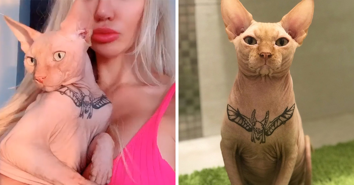 Cette Femme A Tatoue Son Chat Et Les Gens Viennent Juste De Decouvrir Qui Elle Est Ipnoze Cette Femme A Tatoue Son Chat Et Les Gens Viennent Juste De Decouvrir Qui Elle Est Ipnoze