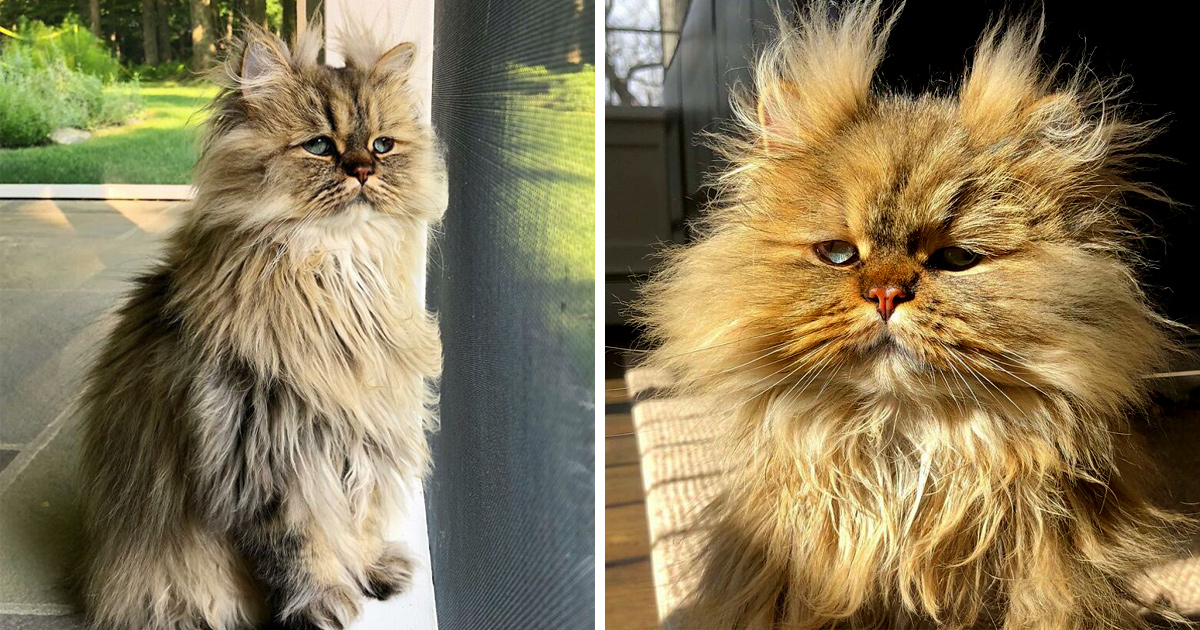 Voici Barnaby, le chat persan qui a toujours l’air de ne pas avoir encore pris son café du matin