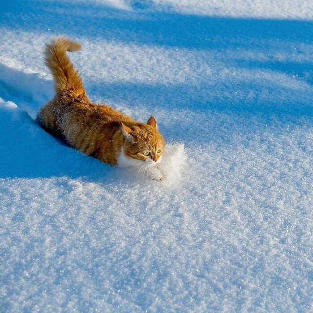 Ce joyeux chat roux adore la neige et ses photos sont adorables - ipnoze