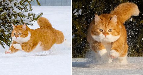 Ce joyeux chat roux adore la neige et ses photos sont adorables