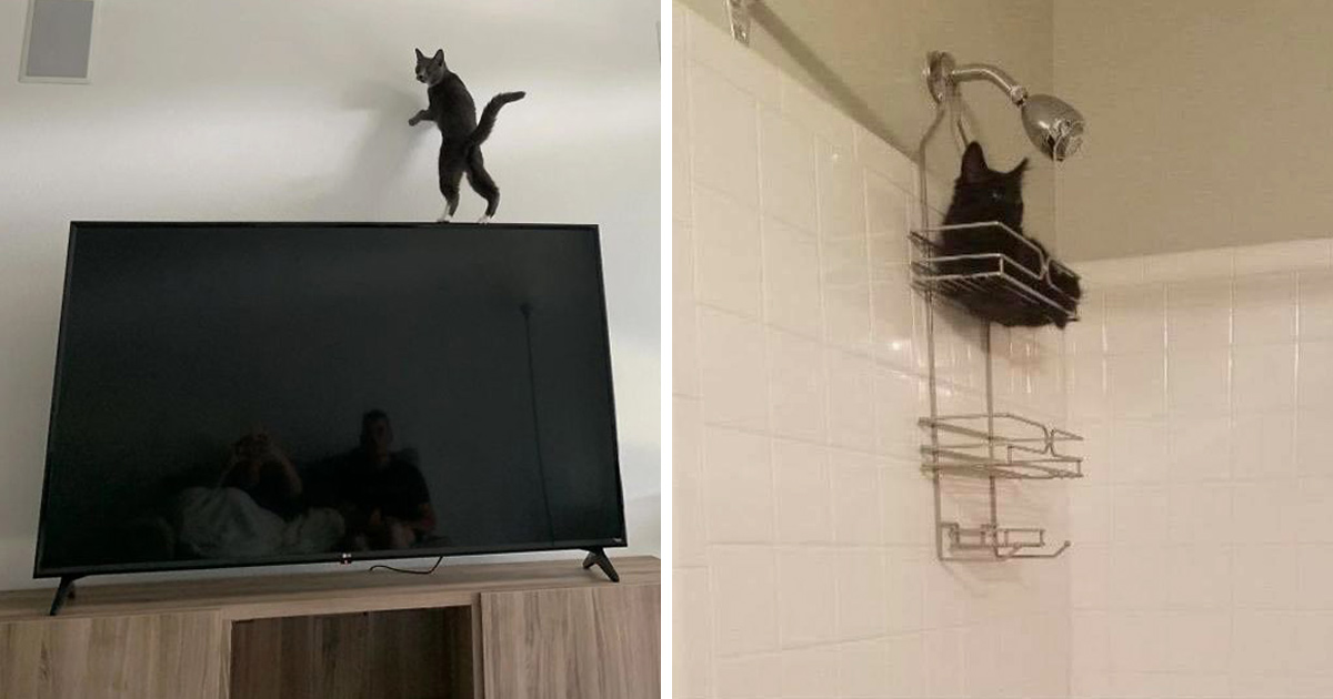 Des gens partagent des photos de leurs chats « défectueux » dans ce groupe en ligne et voici les 22 plus drôles