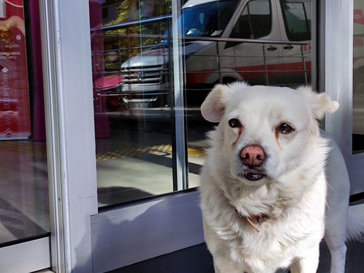 Ce chien fidèle attend son propriétaire devant un hôpital depuis des jours