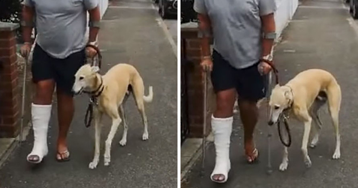 Le propriétaire d’un chien blessé dépense 340 € en frais de vétérinaire pour son chien boiteux, mais découvre qu’il l’imite simplement par sympathie