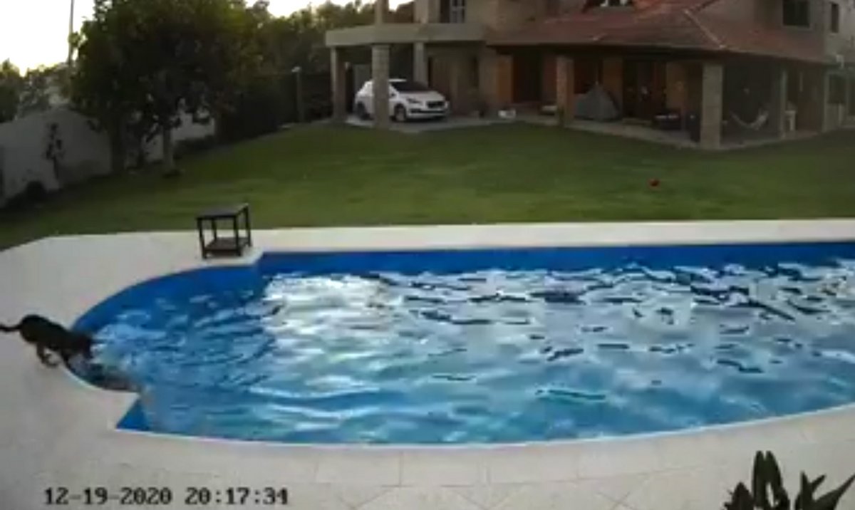 Une chienne a été filmée en train de sauver son amie de 14 ans tombée dans une piscine